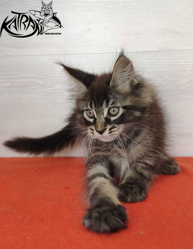 Katran Kassien - Kitten maine-coon 2 months