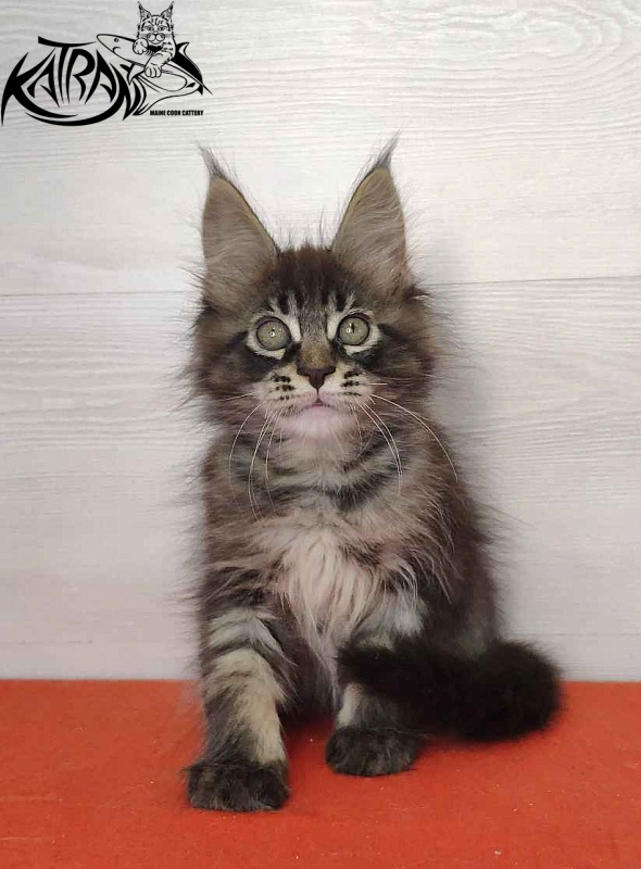 Katran Kassien - Kitten maine-coon 2 months