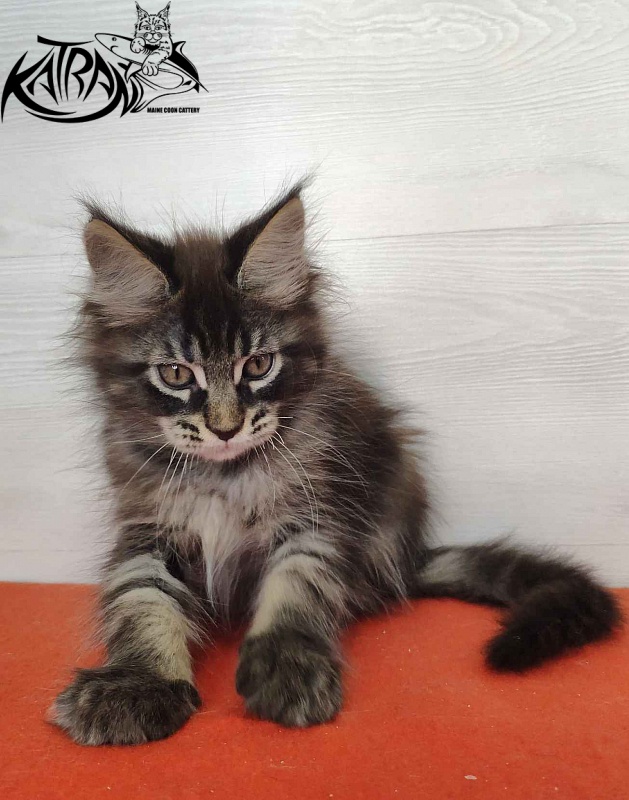 Katran Kassien - Kitten maine-coon 2 months