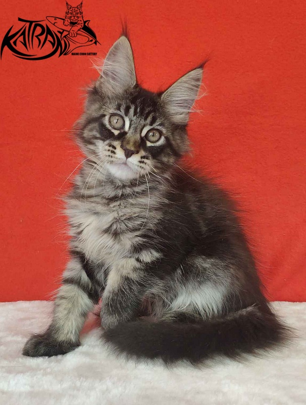Katran Kassien - Kitten maine-coon 3 months