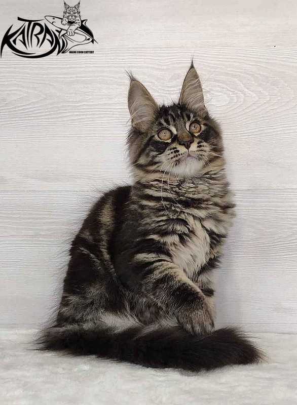 Katran Kassien - Kitten maine-coon 4 months