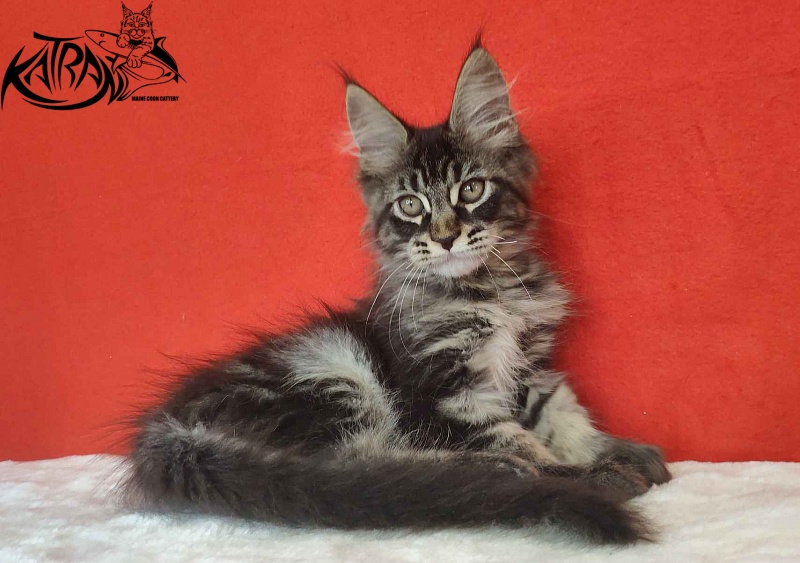 Katran Kassien - Kitten maine-coon 3 months