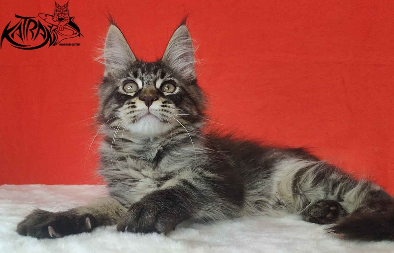 Katran Kassien - Kitten maine-coon 3 months