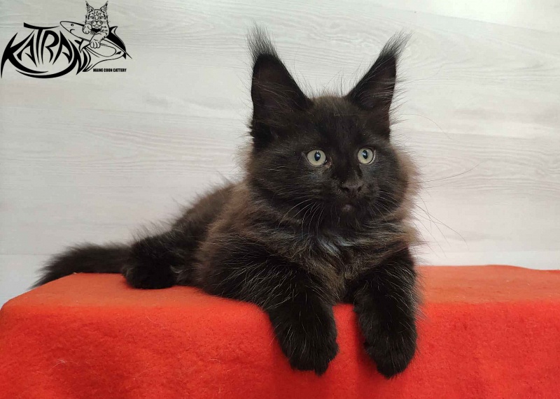 Katran Lucky - Кошеня мейн-кун 2 місяця