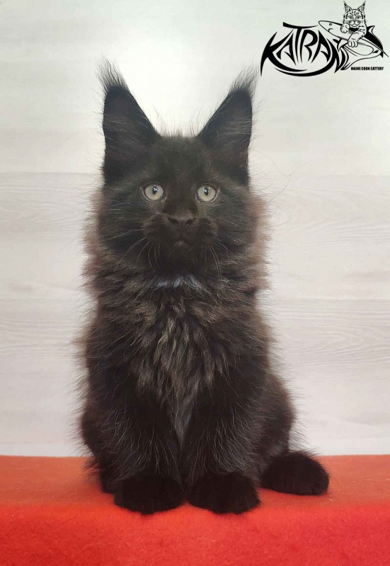 Katran Lucky - Кошеня мейн-кун 2 місяця