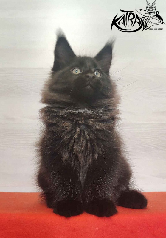 Katran Lucky - Кошеня мейн-кун 2 місяця