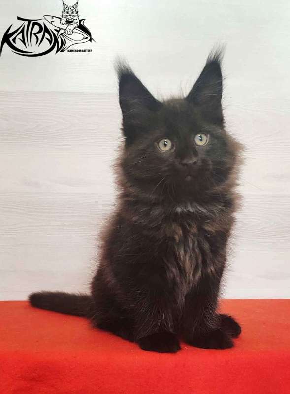 Katran Lucky - Кошеня мейн-кун 2 місяця