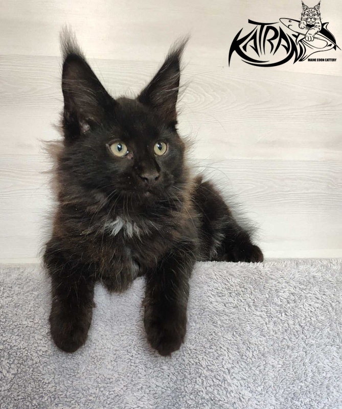 Katran Lucky - Кошеня мейн-кун 3 місяця