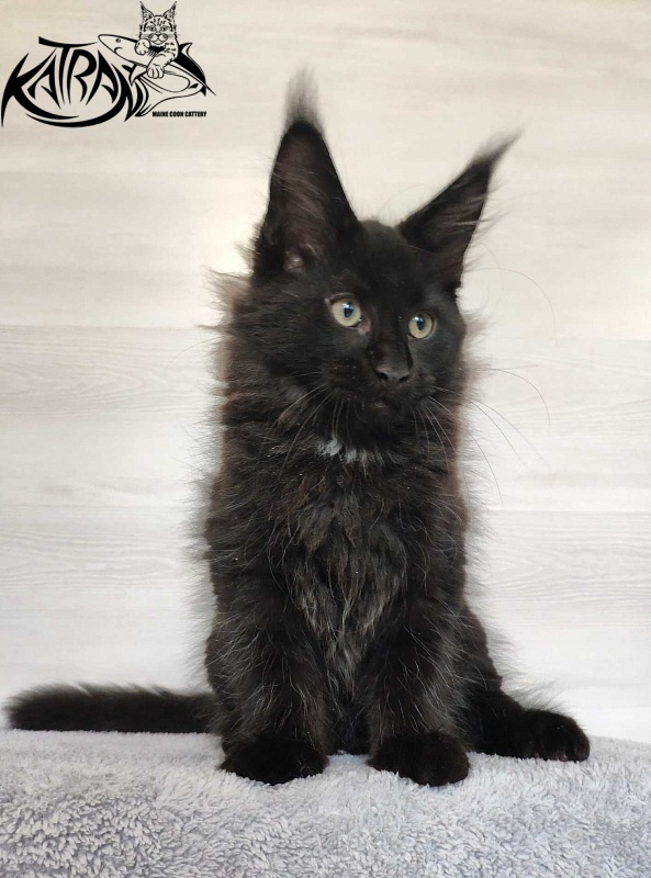 Katran Lucky - Кошеня мейн-кун 3 місяця