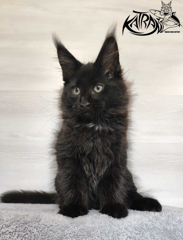 Katran Lucky - Кошеня мейн-кун 3 місяця