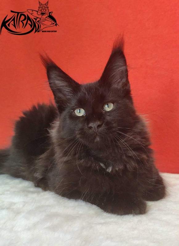 Katran Lucky - Кошеня мейн-кун 3,5 місяця