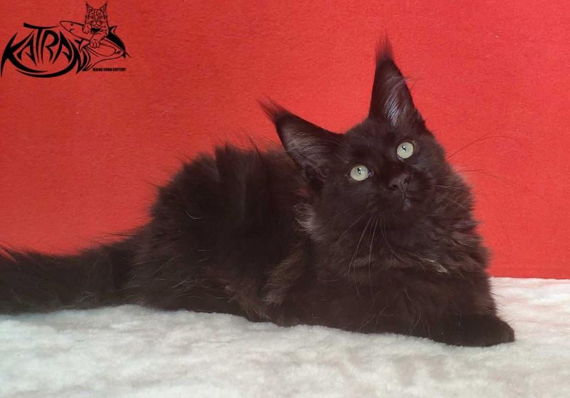 Katran Lucky - Кошеня мейн-кун 3,5 місяця