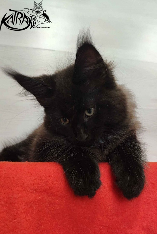 Katran Lucky - Кошеня мейн-кун 2 місяця