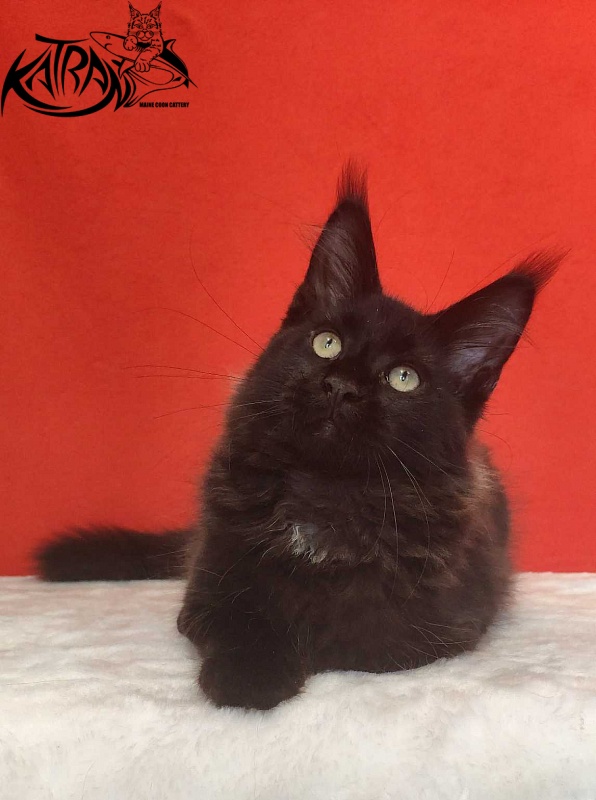 Katran Lucky - Кошеня мейн-кун 3,5 місяця