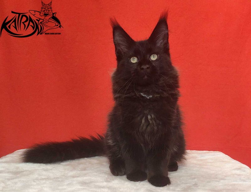 Katran Lucky - Кошеня мейн-кун 3,5 місяця