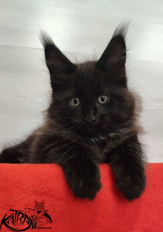 Katran Lucky - Кошеня мейн-кун 2 місяця