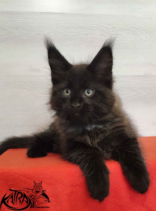 Katran Lucky - Кошеня мейн-кун 2 місяця