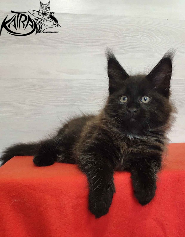 Katran Lucky - Кошеня мейн-кун 2 місяця