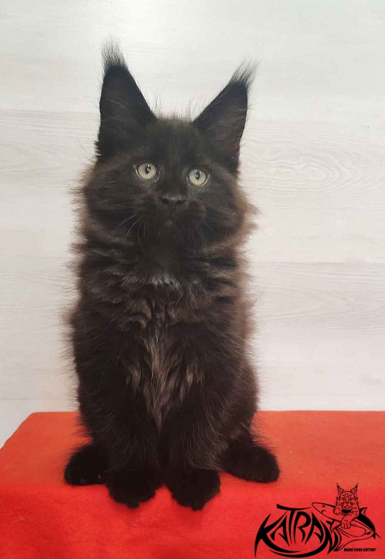 Katran Lucky - Кошеня мейн-кун 2 місяця