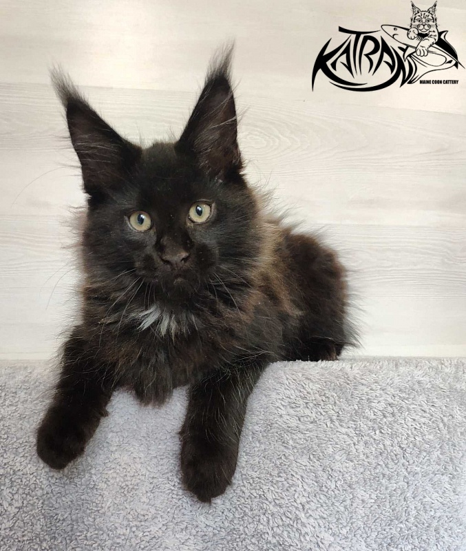 Katran Lucky - Кошеня мейн-кун 3 місяця