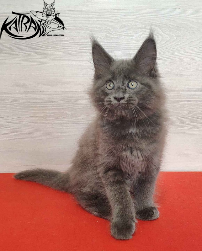 Katran Leo - Kitten maine-coon 2 months