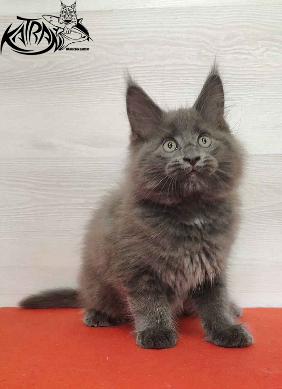 Katran Leo - Kitten maine-coon 2 months