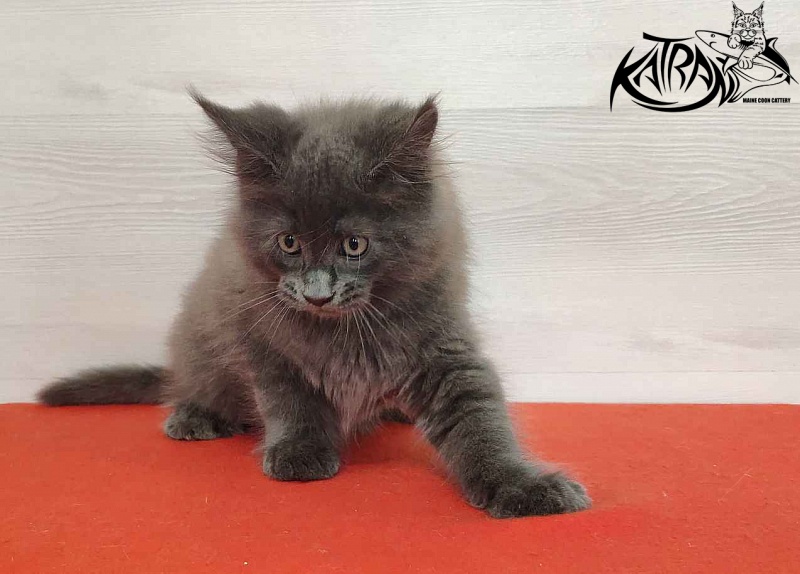 Katran Leo - Kitten maine-coon 2 months