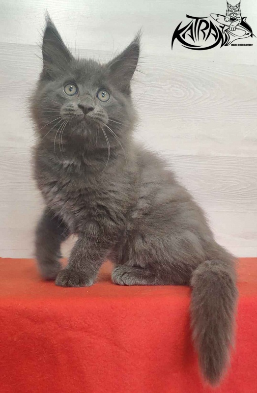 Katran Leo - Kitten maine-coon 2 months