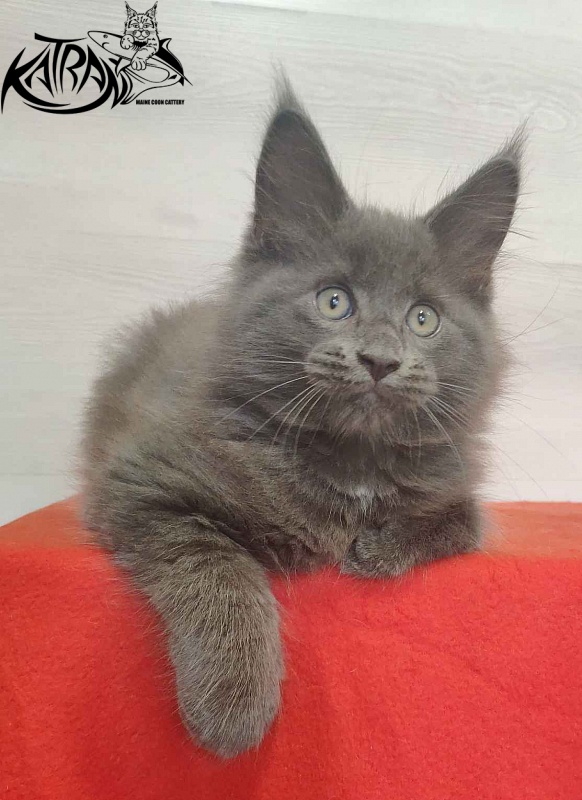 Katran Leo - Kitten maine-coon 2 months