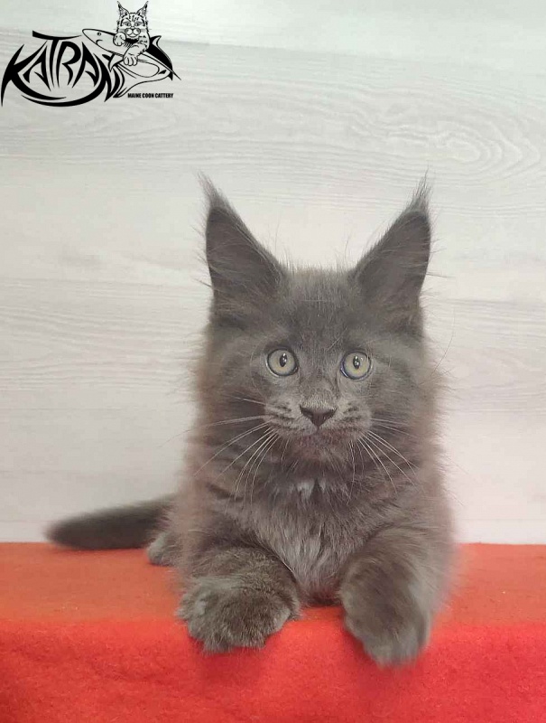 Katran Leo - Kitten maine-coon 2 months