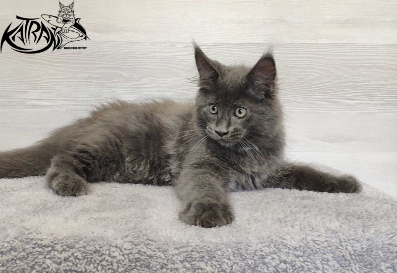 Katran Leo - Kitten maine-coon 3 months