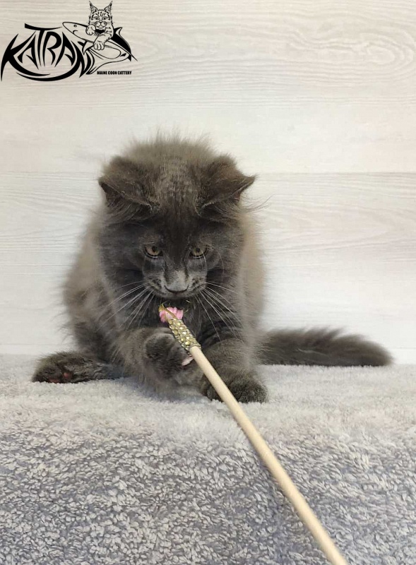 Katran Leo - Kitten maine-coon 3 months