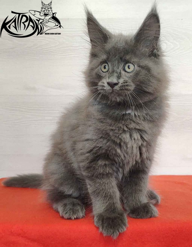 Katran Leo - Kitten maine-coon 2 months