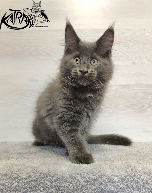 Katran Leo - Kitten maine-coon 3 months