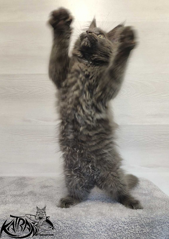 Katran Leo - Kitten maine-coon 3 months