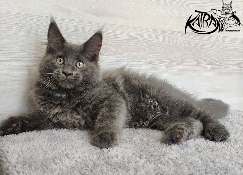 Katran Leo - Kitten maine-coon 3 months