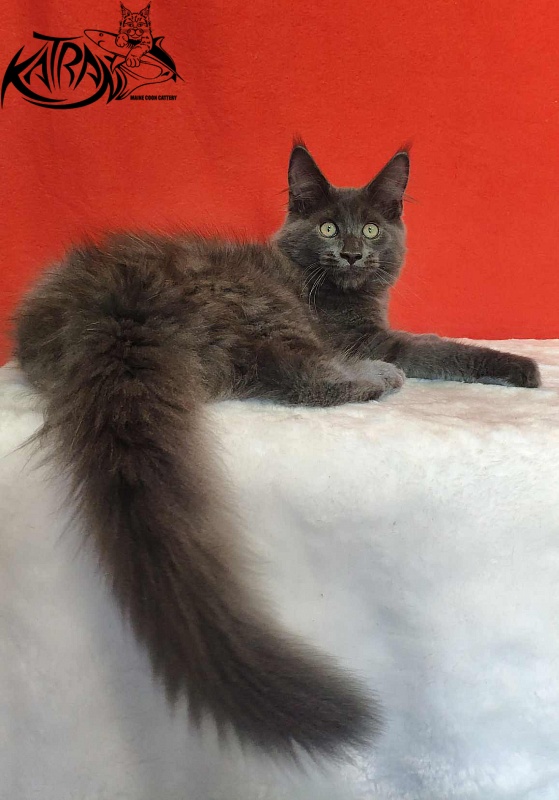 Katran Leo - Kitten maine-coon 3.5 months