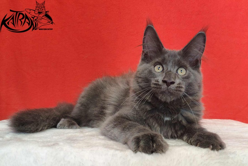 Katran Leo - Kitten maine-coon 3.5 months