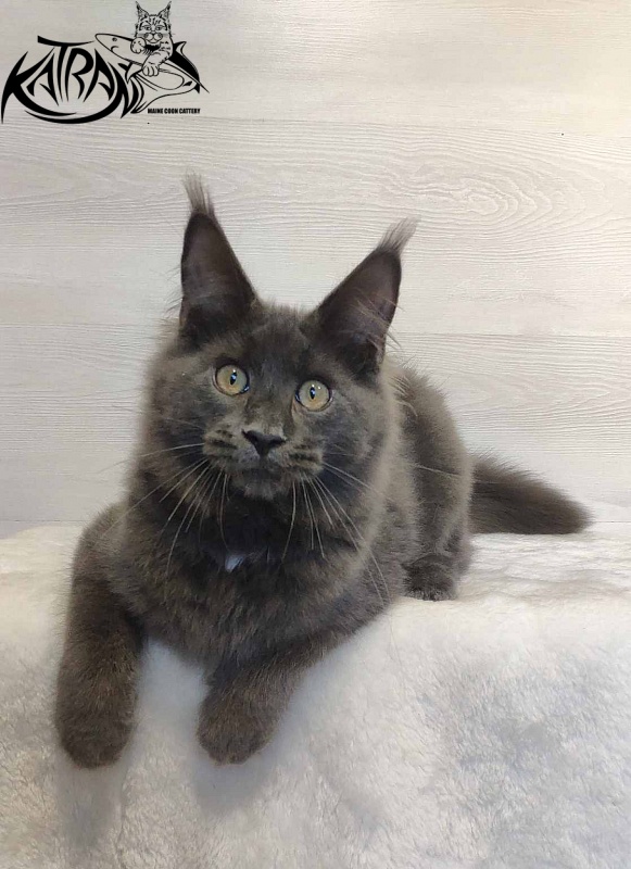 Katran Leo - Kitten maine-coon 5 months