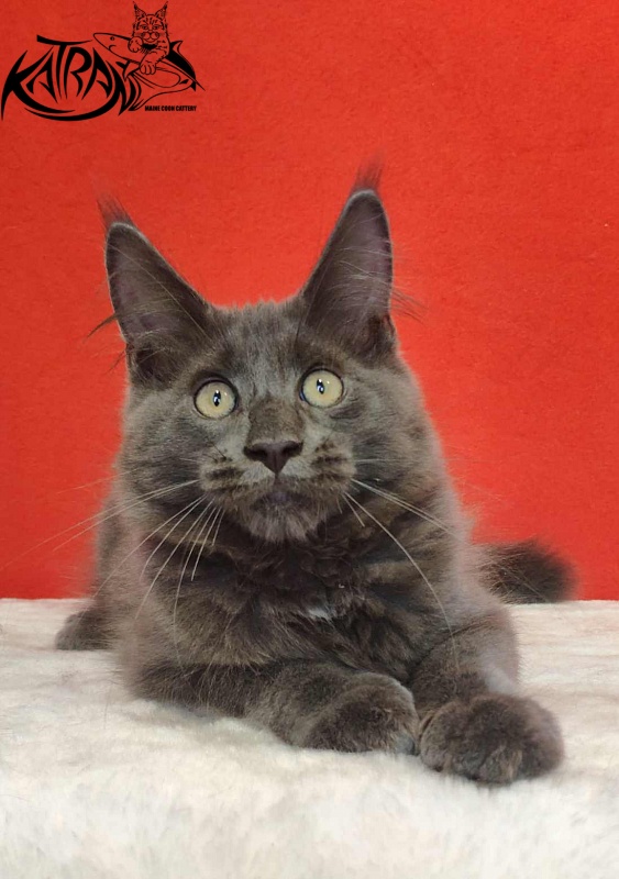 Katran Leo - Kitten maine-coon 3.5 months