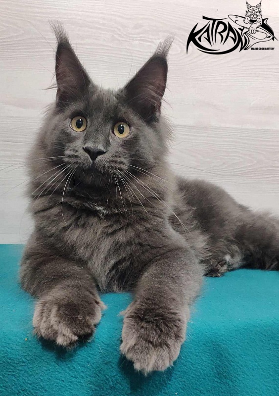 Katran Leo - Kitten maine-coon 6 months