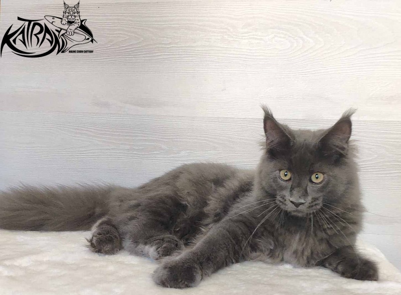 Katran Leo - Kitten maine-coon 5 months