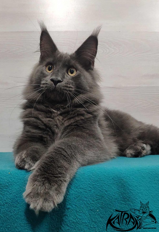 Katran Leo - Kitten maine-coon 6 months