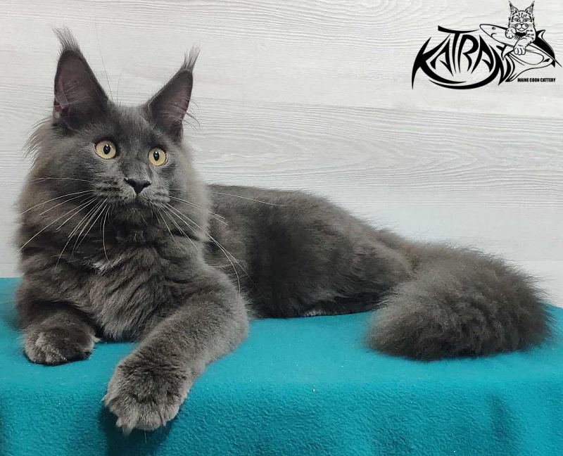 Katran Leo - Kitten maine-coon 6 months