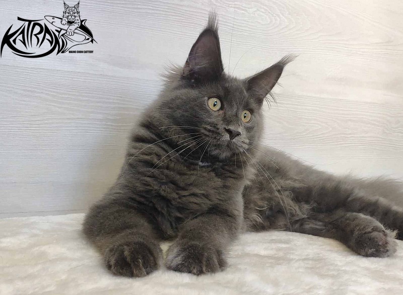 Katran Leo - Kitten maine-coon 5 months