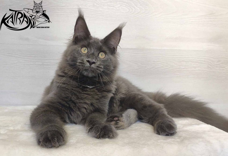Katran Leo - Kitten maine-coon 5 months