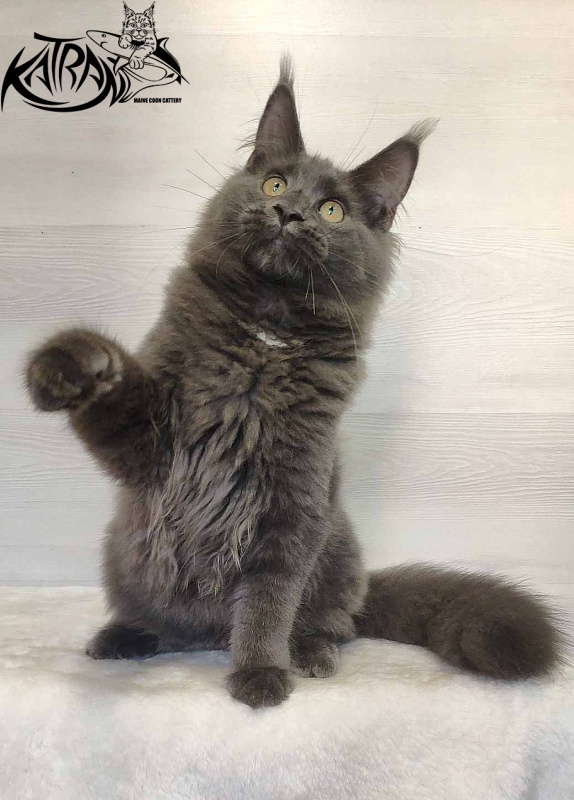 Katran Leo - Kitten maine-coon 5 months