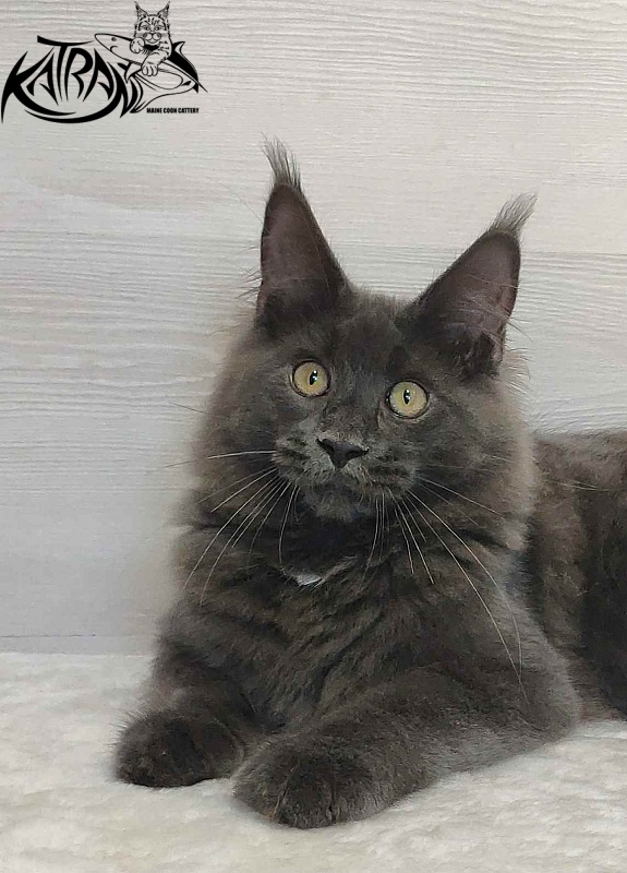 Katran Leo - Kitten maine-coon 5 months