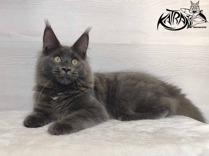 Katran Leo - Kitten maine-coon 5 months