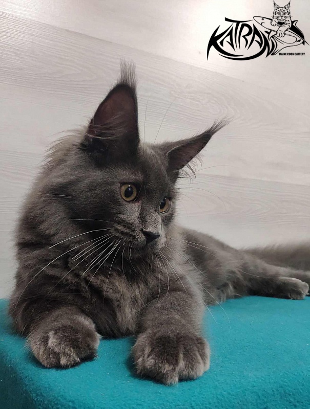 Katran Leo - Kitten maine-coon 6 months
